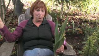 Gardening Tips : Care of Tulips After Bloom