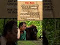 Un orangután tuvo de rehén a un científico por 3 horas 😨 #shorts #viral #misterio