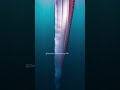 8 meters long. The real sea serpent 🐉🌊 #oarfish #deepsea #AI