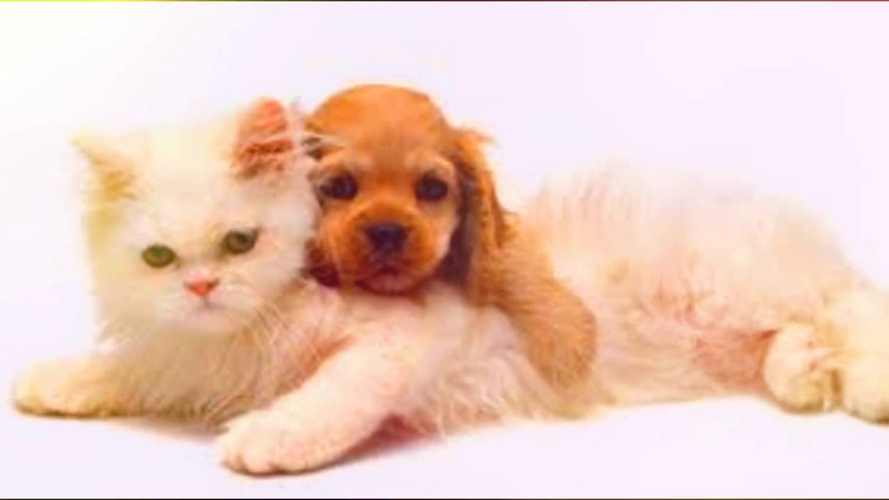 Love To Veez Little Pumpkins