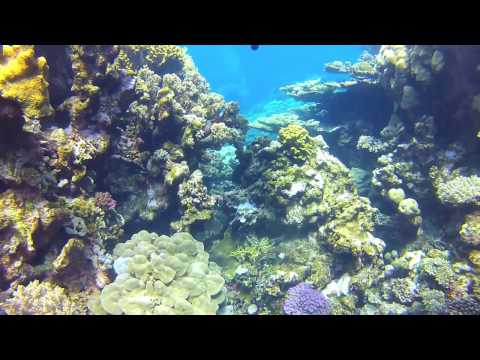 Diving Egypt red sea - Abu Galawa Kebir