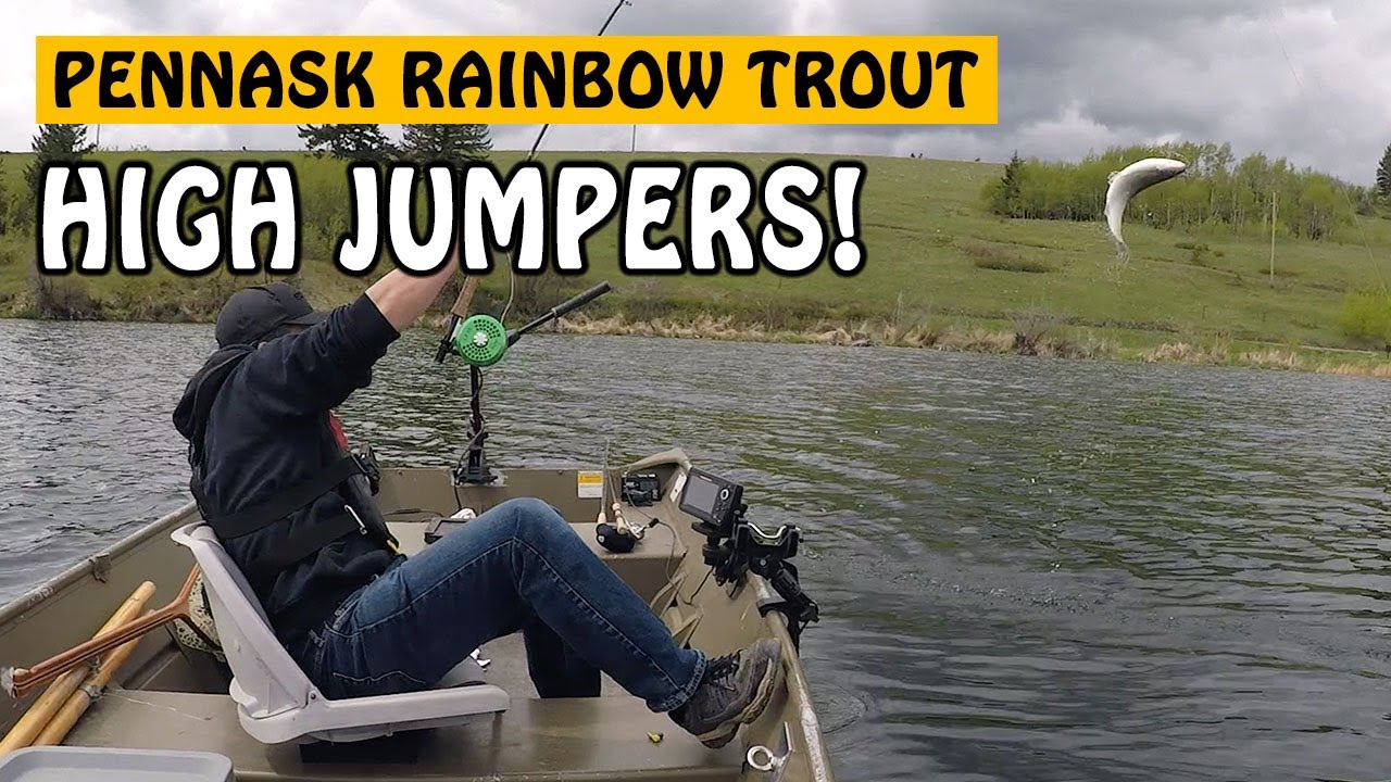 These Trout are High Jumpers! Fishing with Rod YouTube