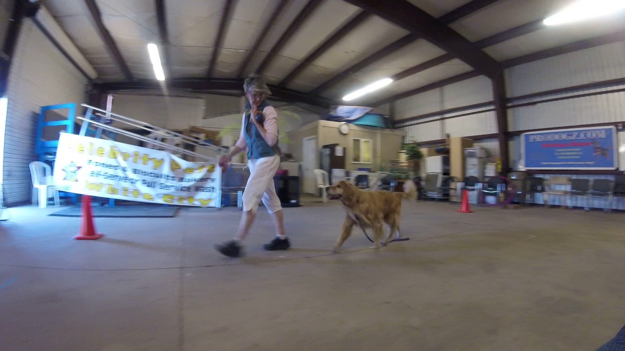 Dog Training Medford Oregon Dog Training Medford Oregon