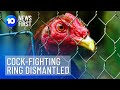 Cock-Fighting Ring Uncovered | 10 News First