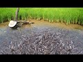 Really Fishing Under Mud Behind Tractor - Amazing Catching &amp; Catfish by Best Hands