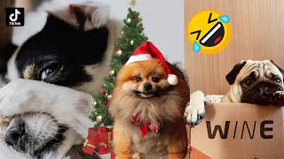 Try Not to Laugh Funniest Dog Videos | DogLovers Edition