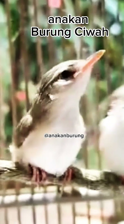 anakan burung ciblek sawah #anakanburung #ciwah #salome #cibleksawah #ciblek #prenjak #prenjakklik