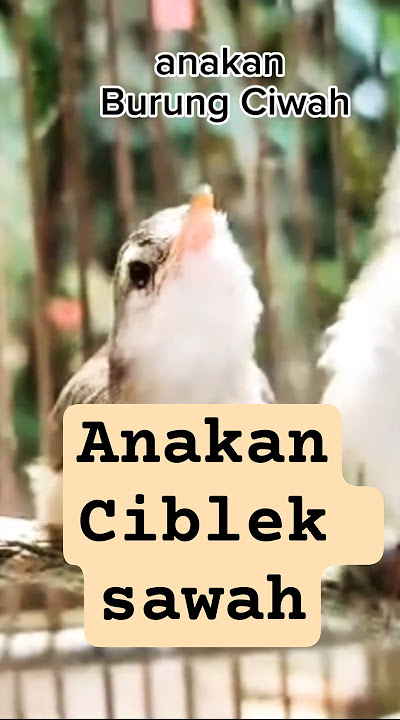 anakan burung ciblek sawah #anakanburung #ciwah #salome #cibleksawah #ciblek #prenjak #prenjakklik