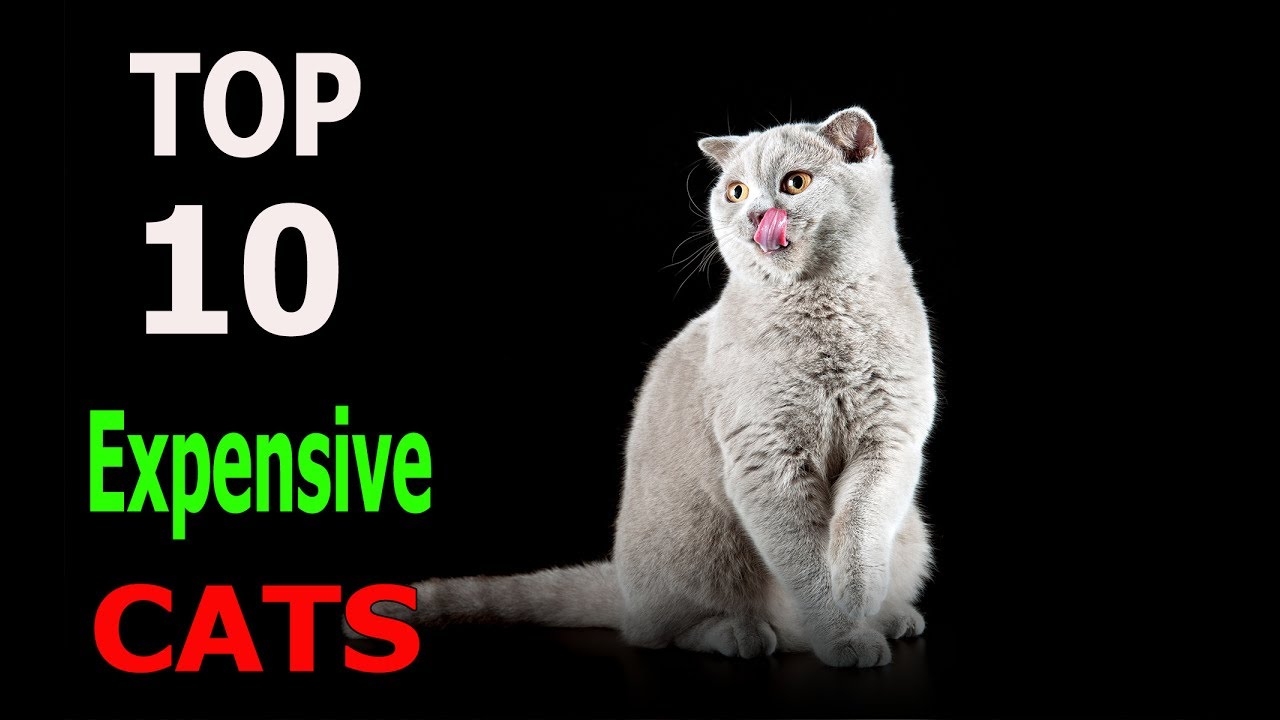 Top 10 Expensive cat  breeds Top 10 animals YouTube