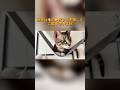 【よく吐く猫ちゃんにおすすめの知育玩具】#shorts