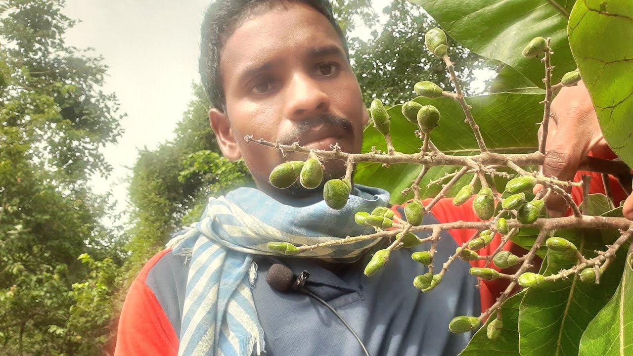 నల్ల జీడి గింజలు వాటి ఉపయోగాలు natural painkiller black jeedi ginjalu ...
