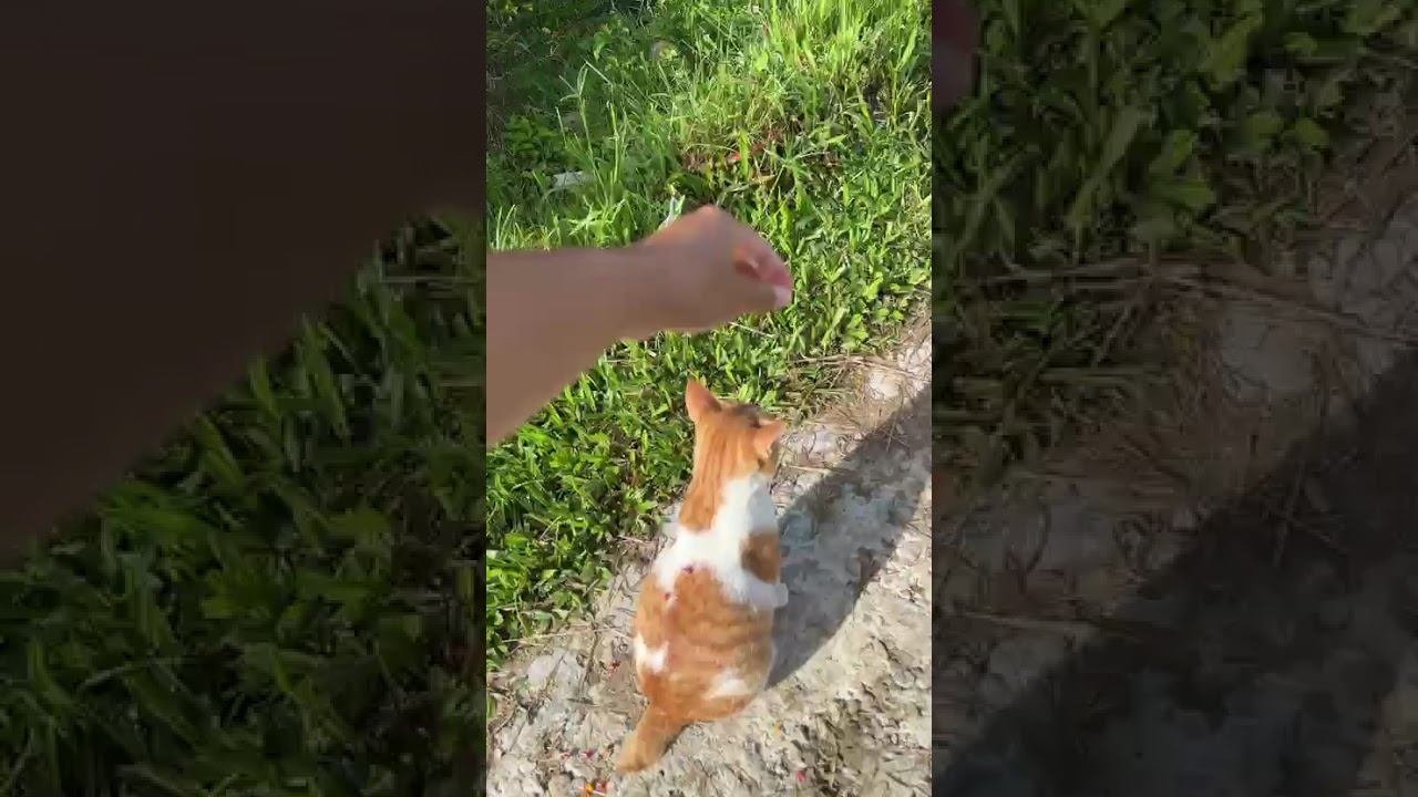 The sound of the cat, with birds chirping in the background on a peaceful morning 🐱🐦🌤️