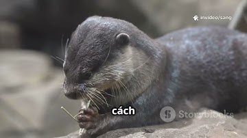 Khám phá bí mật của rái cá và viên đá quý suốt đời