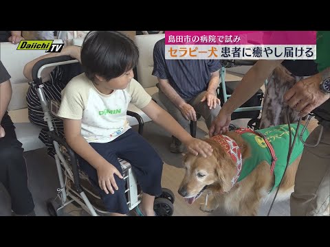 Animal therapy dogs bring comfort to hospitalized patients; visit