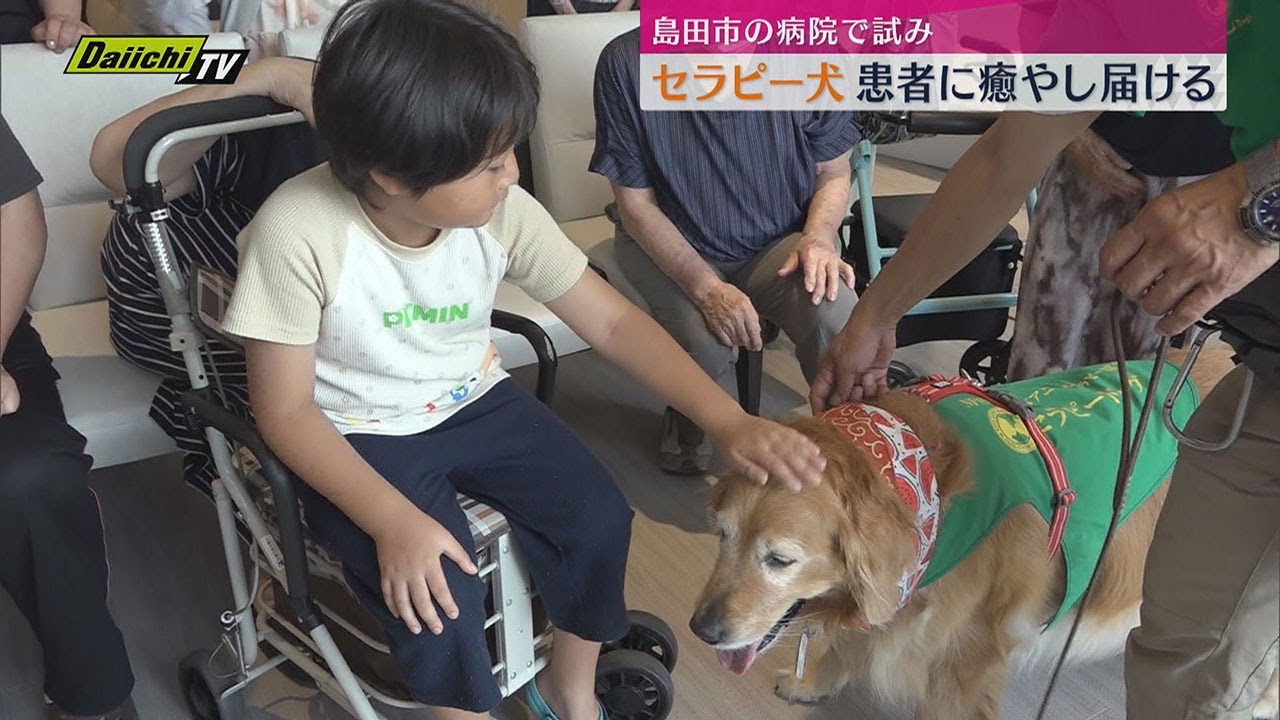Animal therapy dogs bring comfort to hospitalized patients; visit