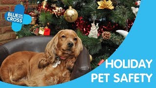 Keeping Your Pets Safe At Christmas | Blue Cross Pet Advice