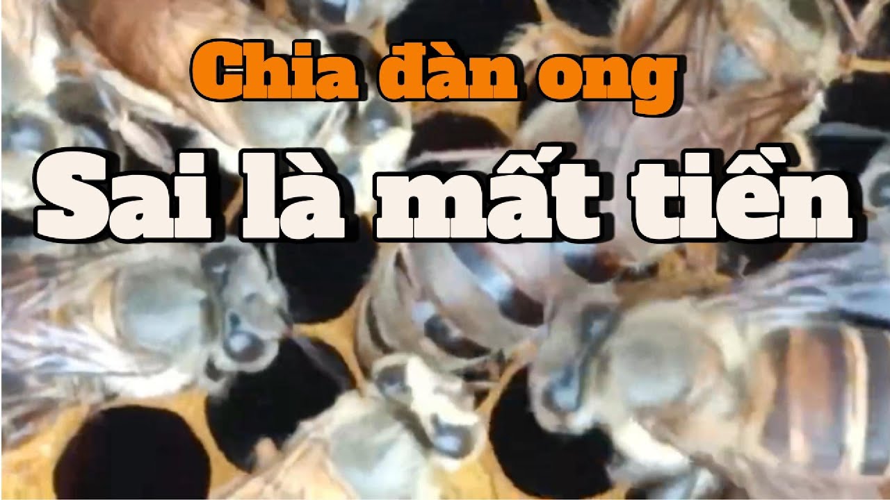 Vi sao nhiều người chia đàn càng nhiều càng không có tiền?