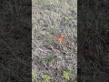 let's go check out some wildflowers before we grab the horses