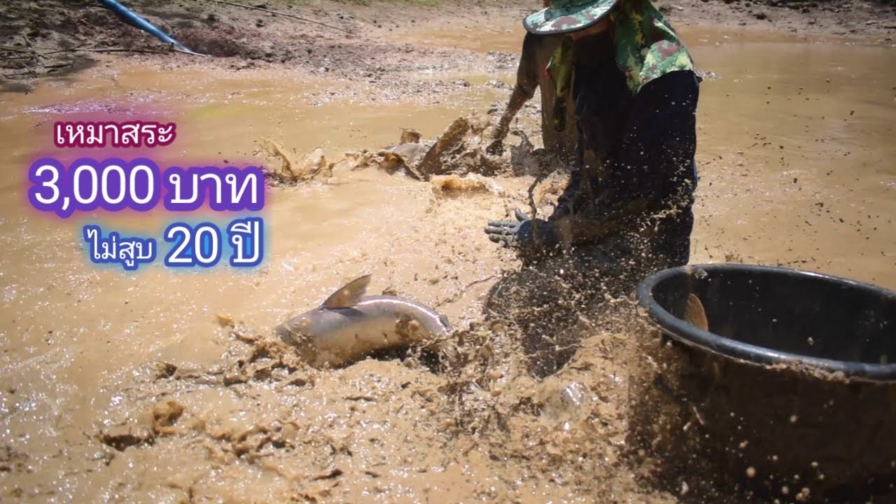 เหมาสระ 3,000 บาท สูบครั้งเเรกในรอบ 20 ปี ตัวใหญ่จนได้อุ้มขึ้น (เหมาสระ ปี 1)  / บ้านนอก EP.313