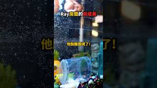 Ray房間的「新成員」剛到就...💀😭🕊️