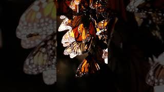 Monarch Butterfly Migration in Central Mexico #shorts