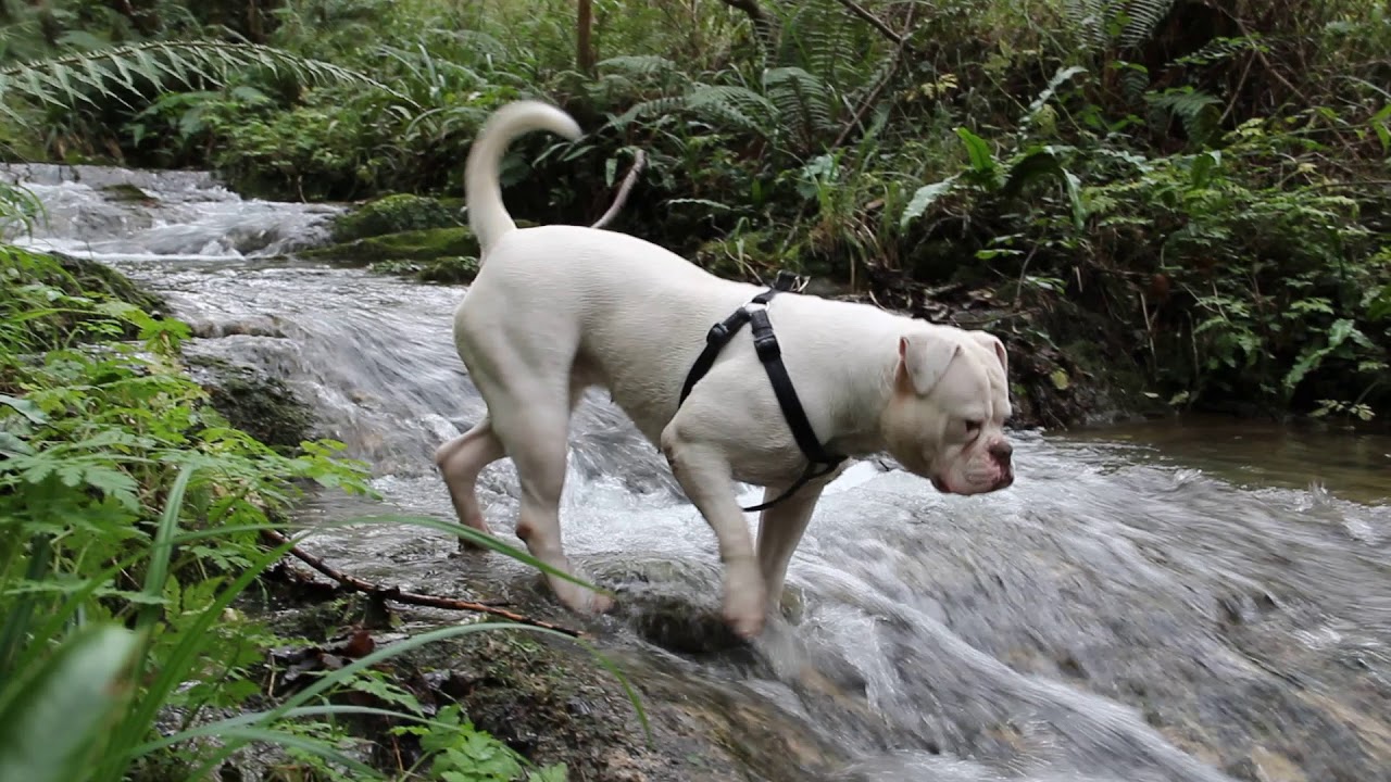 camera iphone 8 plus apk GALAICOBULLS MARGOT DE GADIRBULLS