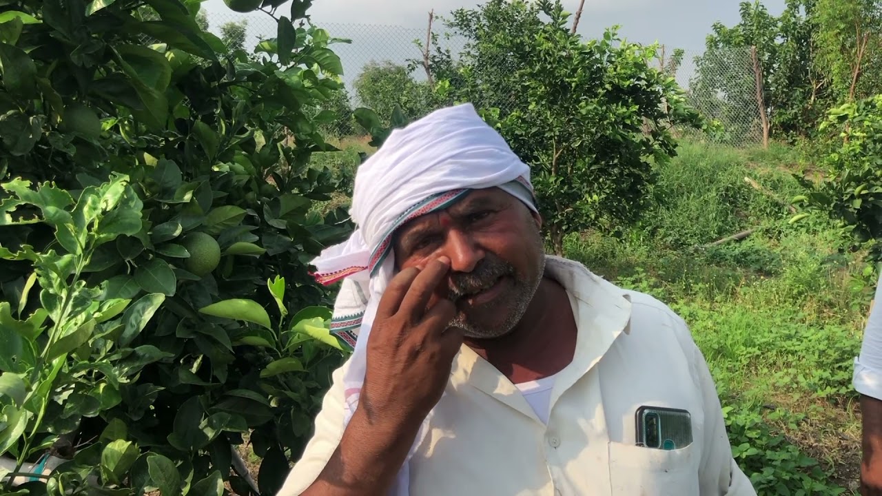 SCT.मोसंबि केला चमत्कार बंचेस मध्ये झाले 400+ सेटिंग स्ववापराला दिले  प्राधान्य मिळाला 100%रिझल्ट