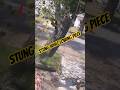 Don't get stung! Lowering a piece covered in bees and wasps #arborist #nature
