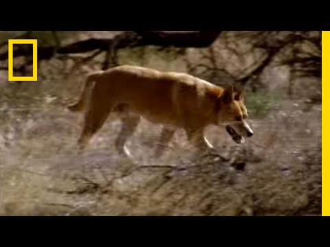 Kangaroo vs Dingo