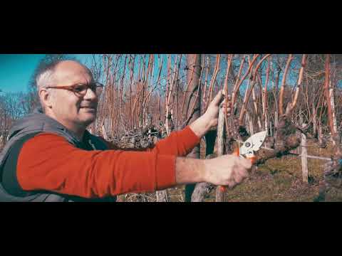 Videó: Őszi szőlőfeldolgozás és metszés