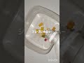 琥珀糖グミ作ってみたぁー!!三ツ矢サイダーじゃなくてカルピスとかでやると結構美味しかったよぉ〜#琥珀糖グミ#琥珀糖 #カルピス #ハリボー