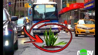 Planting Trees In The Streets Of NYC! (Social Experiment)