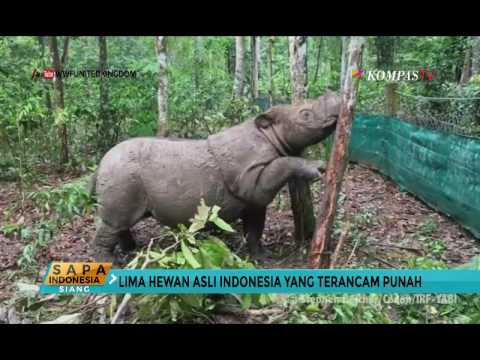 Video: Lima Kisah Inspiratif Tentang Spesies Burung Yang Terancam Punah Yang Dibawa Kembali