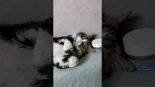 Все коты прекрасны #acab #allcatsarebeautiful #всекотыпрекрасны