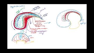 Famous Embryonic Development Week4 Net Worth