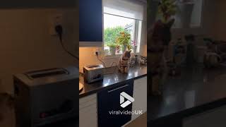 Cat jumps at toaster popping || Viral Video UK