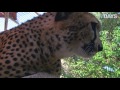 A painting cheetah in UAE