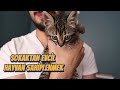 Sokaktan Evcil Hayvan Sahiplendiğinizde Yapmanız Gerekenler (SOKAKTAN KEDİ SAHİPLENMEK)