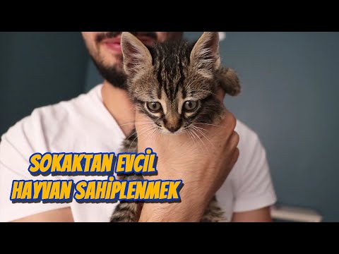 Video: Sokaktan Bir Kedi Nasıl çıkarılır