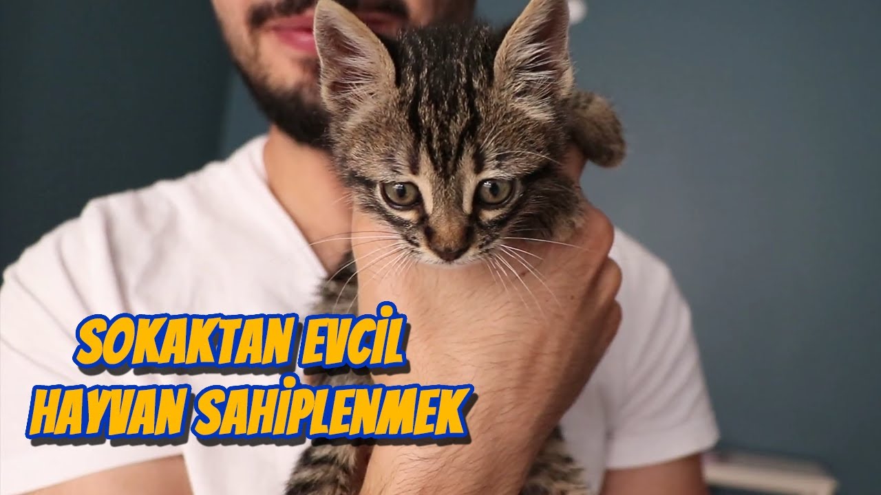 Sokaktan Evcil Hayvan Sahiplendiginizde Yapmaniz Gerekenler Sokaktan Kedi Sahiplenmek Youtube