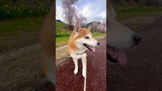 信州にも春が来た 柴犬タロウ #shibainu