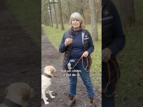 Vidéo: Blocage et ombrage dans la formation de chien