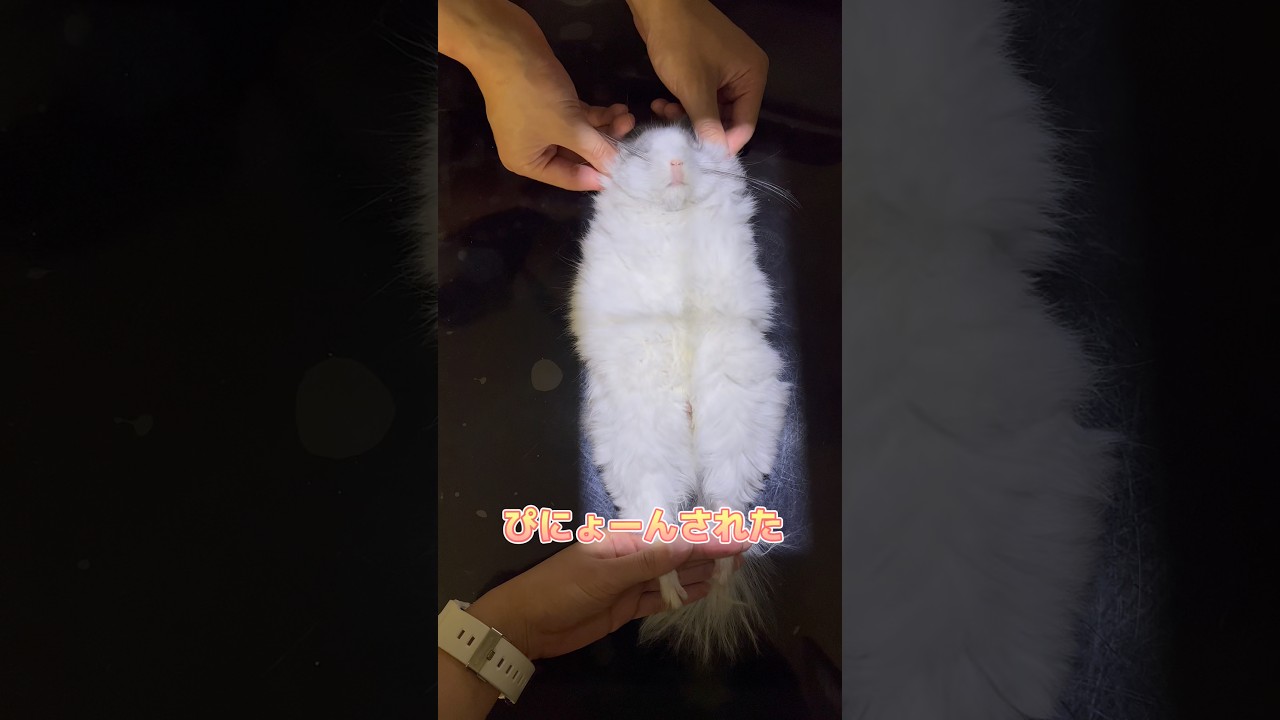 レントゲンを頑張るアンゴラチンチラ
