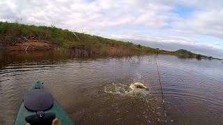 TUCUNARÉ ATACANDO NA SUPERFICIE, ISCA DE HÉLICE