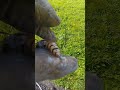Regardez la taille du dard de ce frelon européen!!! Henrot Pierre 0471 37 24 84