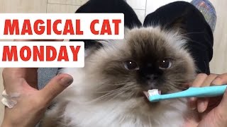 Magical Monday Cats | Funny Cat Video Compilation 2017