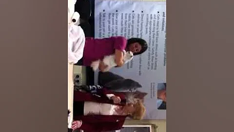 Video 11850101: longhair, cat breed, meet breeds, royal