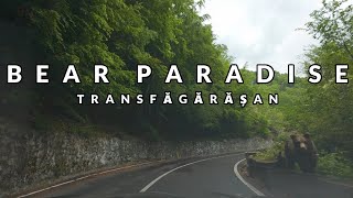 Bear filled paradise in the Romanian Carpathians. Transfăgărășan Driving Tour 4K