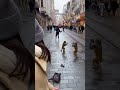 MONKEY’S IN THE ISTANBUL,TAKSIM. WOAAAH! #keşfet #shorts #istanbul #taksim #monkey #abd