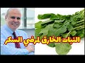 نبات لا غنى عنه في كل بيت لمرض السكر و الكلسترول وزيادة الوزن 